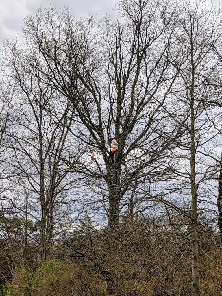 Up in a tree!